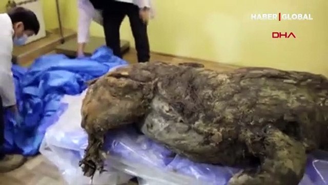 Nesli tükendi! 40 bin yıldır korunan tüylü gergedan keşfedildi