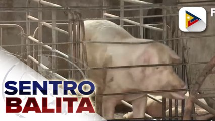 Dept. of Agriculture: PHL, nakipag-ugnayan na sa mga bansang may bakuna vs. ASF