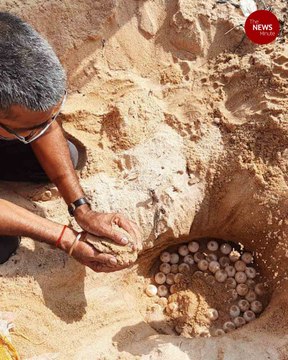 Olive Ridley turtle eggs found in Karnataka’s Kundapura after four year gap
