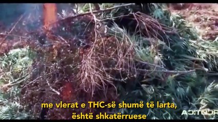 Prokuori i antimafias italiane