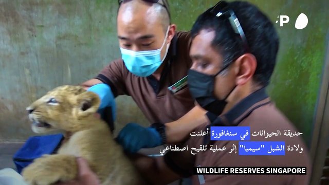 ولادة نادرة لشبل إثر تلقيح اصطناعي في حديقة حيوانات سنغافورة