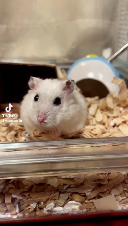 hamster