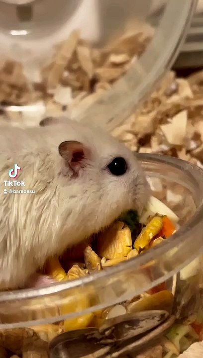 hamster