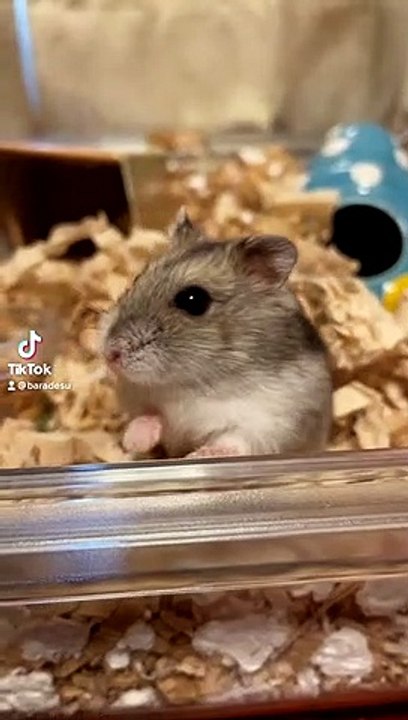 hamster