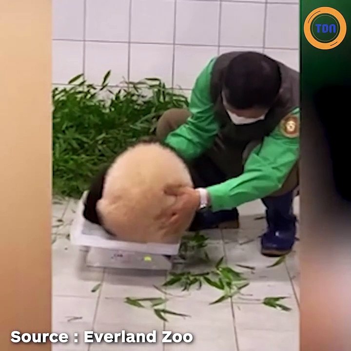 Ce panda refuse de laisser partir le gardien du zoo !