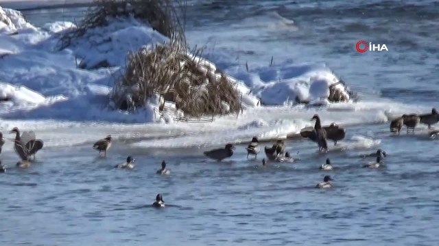 Yeşilbaş ördekler Kars Çayı’nı mesken tuttu