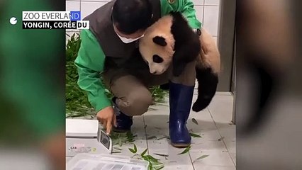 Un bébé panda très attaché à son soigneur en Corée du Sud