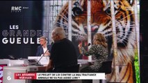 Le projet de loi contre la maltraitance animale va-t-il assez loin ? - 27/01