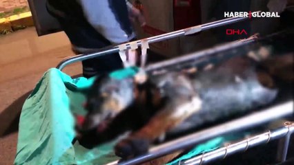 Öldüresiye dövüp çöplüğe attı! Para cezası kesilen saldırgan serbest kaldı