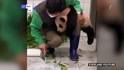 انتشار واسع لفيديو تتشبث فيه صغيرة باندا بساق عامل في حديقة حيوانات في كوريا الجنوبية