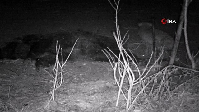 Tilki telef olan domuzla karnını doyurdu