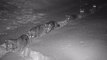 Savoie : une meute de 9 loups a été filmée en file indienne dans la neige