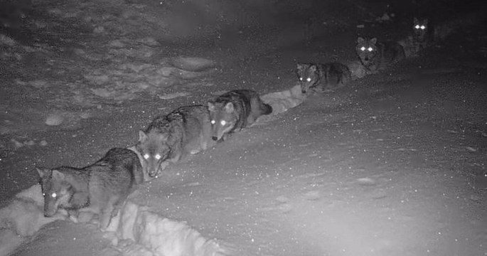 Savoie : une meute de 9 loups a été filmée en file indienne dans la neige