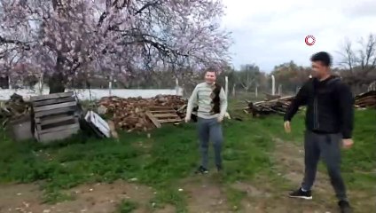Balıkesir’de Badem Ağaçları Kış Ortasında Çiçek Açtı