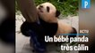 Ce bébé panda reste accroché aux bottes de son soigneur