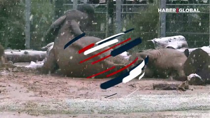 Bebek filin karla oyunu kamerada