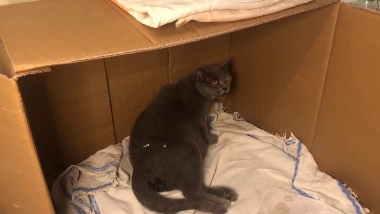 HAMİLE KEDİNİN DOĞUM ANI __  British Shorthair Kedi Doğumu