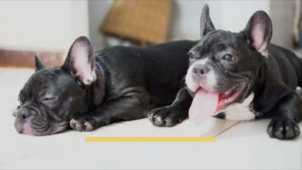 Popular Family-Friendly Dog Breeds