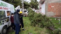 Burdur'da şiddetli fırtına... Kökünden kırılan 15 metrelik çam ağacı aracın üzerine devrildi