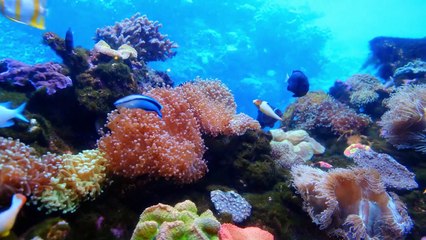 Beautiful Nature Animals Videos.