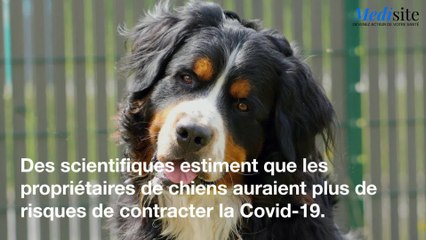Covid-19: pourquoi vous êtes plus exposé si vous avez un chien
