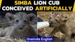 Singapore: Lion cub named Simba born via artificial intelligence at a zoo| Oneindia News