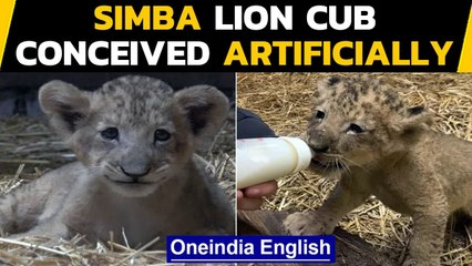 Singapore: Lion cub named Simba born via artificial intelligence at a zoo| Oneindia News