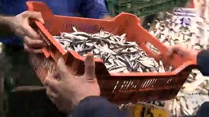 Son dakika haberi... Bakanlık açıkladı! Hamsi avı yasağı uzatıldı