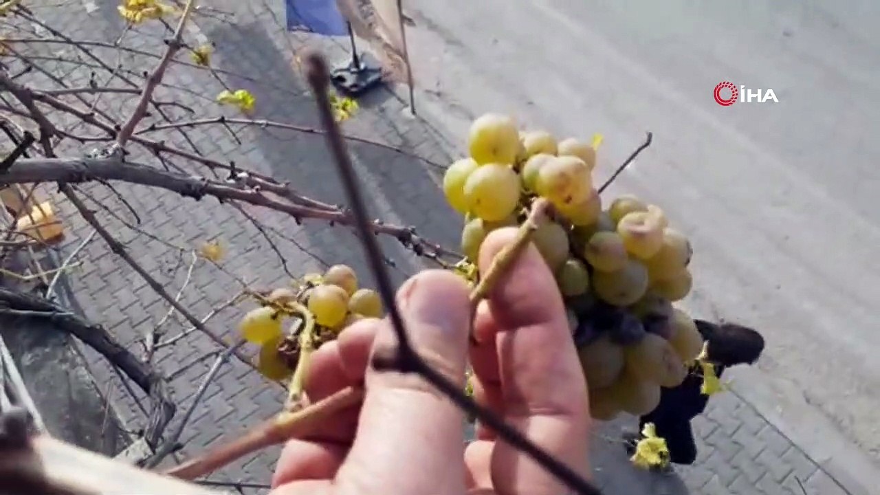 Kış ortasında asma üzüm verdi