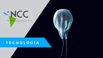 Una nueva especie de medusa fue descubierta en la costa de Puerto Rico