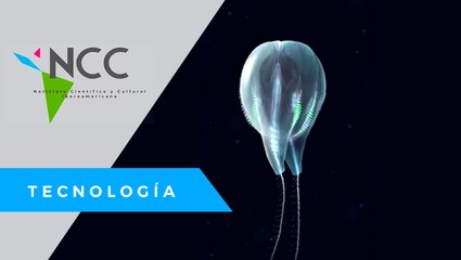 Una nueva especie de medusa fue descubierta en la costa de Puerto Rico