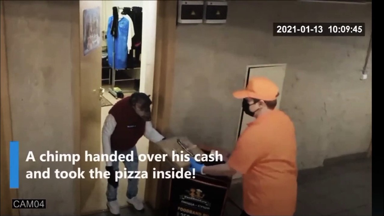 Viral "Chimp orders pizza"