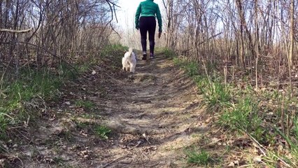 Le ronronnement des chats est-il anti-stress ?