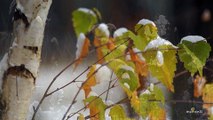 Music with Meaning: Snowfall to Music by Vivaldi | Winter, Seasons, A. Vivaldi | Relax video