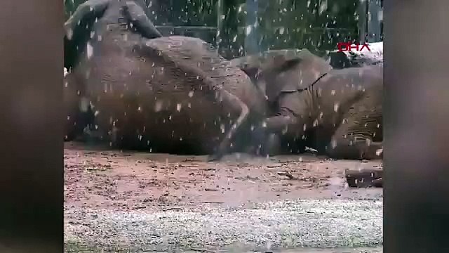 ABD’de yağan karın 'keyfini çıkaran' filler viral oldu