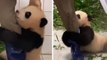 La vidéo de ce bébé panda s'accrochant désespérément à la jambe de son soigneur va vous faire fondre