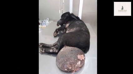 Rescue Poor Dog with Very Big Tumor Wandering on Road - Amazing Transformation