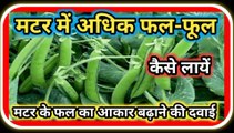 Matar Ki Paidawar Kaise Badhaye|मटर में फल-फूल की दवाई|मटर में फल-फूल अधिक कैसे लायें|Matar Ki Kheti