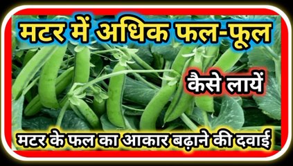 Matar Ki Paidawar Kaise Badhaye|मटर में फल-फूल की दवाई|मटर में फल-फूल अधिक कैसे लायें|Matar Ki Kheti