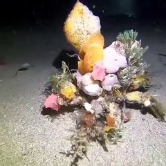 Ce crabe s'est cru au carnaval... Camouflage coloré