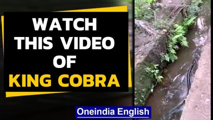 King Cobra majestically gliding through water, watch this video| Oneindia News