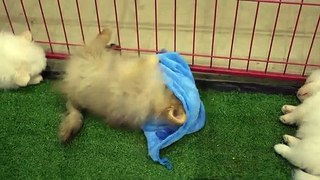Pomeranian dogs playing with fun blue clothes