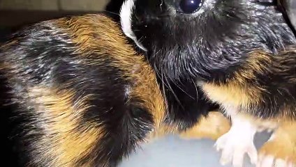 BABY CAVIA PORCELLUS IRIS CLOVER 20200203_234539