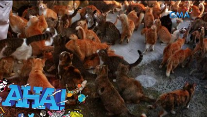 AHA!: Isang isla, punong-puno ng pusa?!