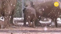 Elephants play in the snow at Arizona zoo