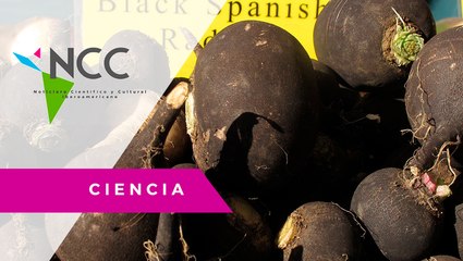 El rábano negro reduce los niveles de colesterol en la sangre