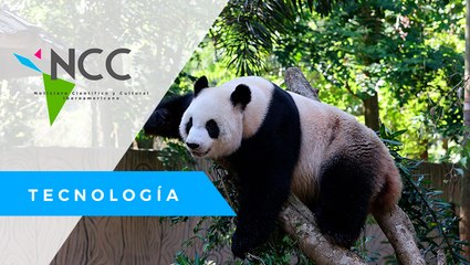Una cámara capta cómo los pandas marcan territorio para atraer pareja
