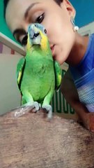 Ornery Parrot Chuckles after a Peck