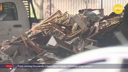 Truck carrying thousands of bees flips in Texas, unleashes angry swarm