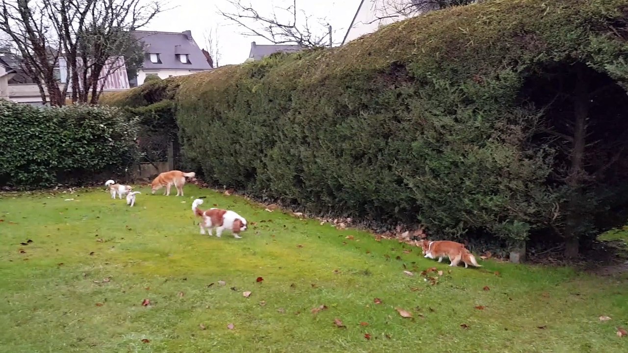 Premier matin au jardin